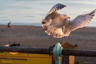 Brighton-Jan-2020-050