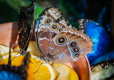 Butterflies-140