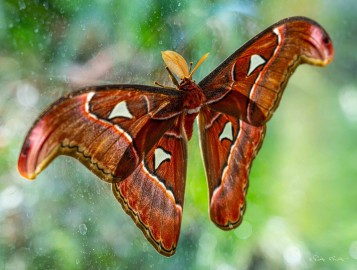 Butterflies-170