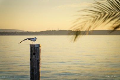 Meersburg-Jul-2025-190