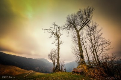Trees-180